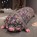 Purple Flower Pig (3-Layer Gauze)